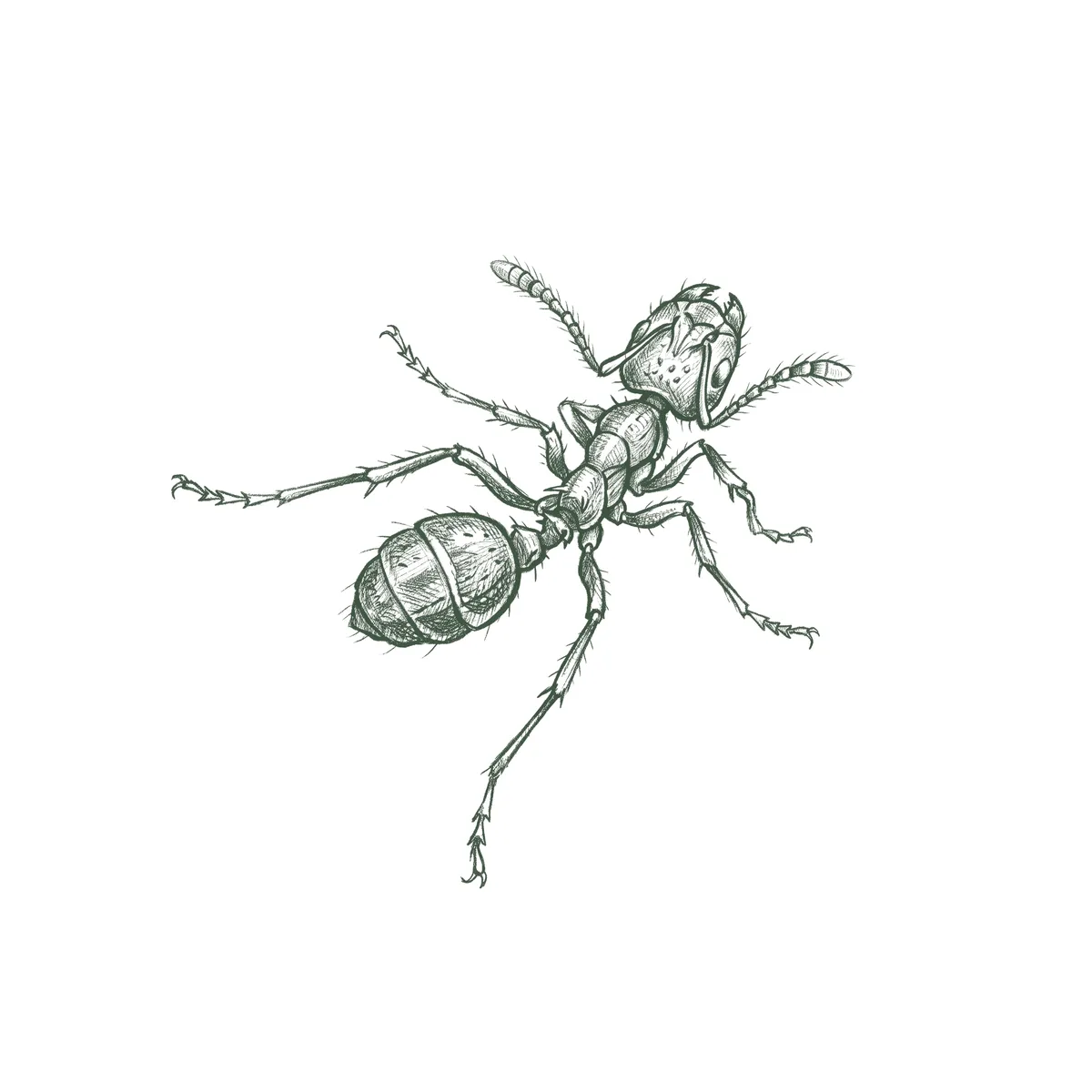 Pharaoh Ants